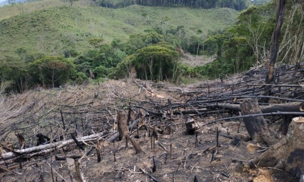 Medellín logra reducción del 15 % en deforestación durante 2024, pese a aumento a nivel nacional