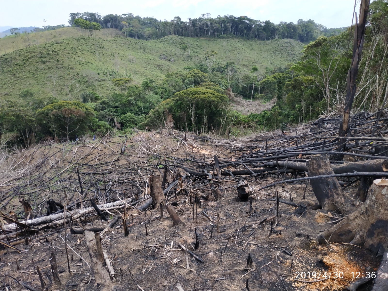 deforestación
