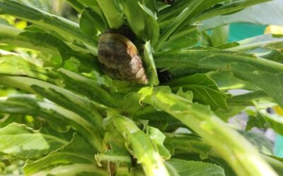 Corantioquia alerta por invasión de caracol gigante africano en el Norte de Antioquia