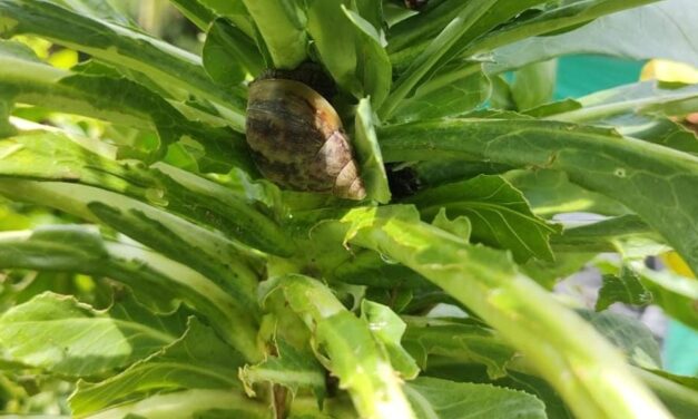 Corantioquia alerta por invasión de caracol gigante africano en el Norte de Antioquia
