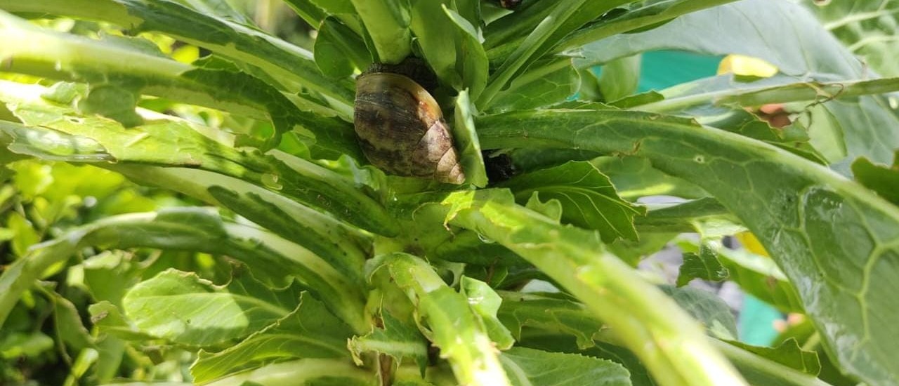 caracol gigante