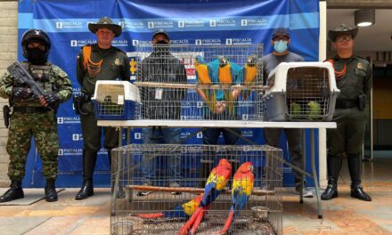 Corantioquia lidera rescate de nueve aves silvestres en operativo contra el cautiverio ilegal en Copacabana