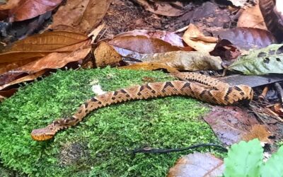 Jericó, municipio de la Oficina Territorial Cartama de Corantioquia fue el escenario para hablar sobre interacción con serpientes
