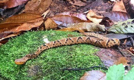 Jericó, municipio de la Oficina Territorial Cartama de Corantioquia fue el escenario para hablar sobre interacción con serpientes