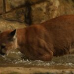 Puma en cautiverio: la historia de Killari en Cali