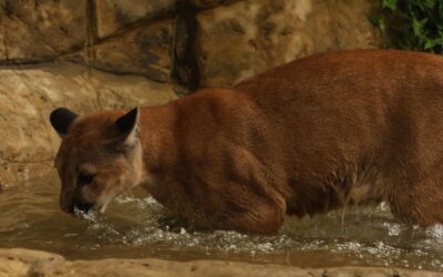 Puma en cautiverio: la historia de Killari en Cali
