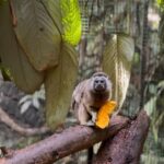 De la rehabilitación a la libertad: una pareja de tití gris vuelve a su hogar en Antioquia