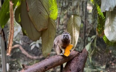 De la rehabilitación a la libertad: una pareja de tití gris vuelve a su hogar en Antioquia