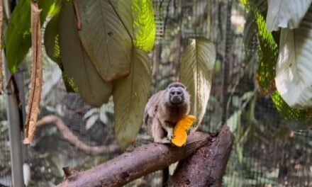 De la rehabilitación a la libertad: una pareja de tití gris vuelve a su hogar en Antioquia