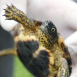 Corantioquia le devuelve la vida a la biodiversidad: 1.717 animales regresaron a la libertad en 2025