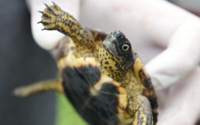 Corantioquia le devuelve la vida a la biodiversidad: 1.717 animales regresaron a la libertad en 2025