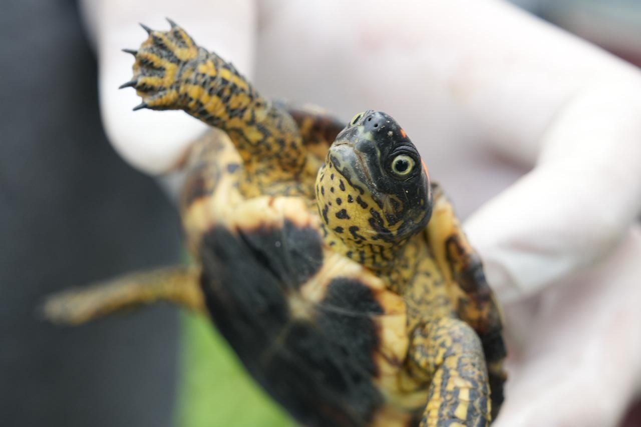 Corantioquia Corantioquia