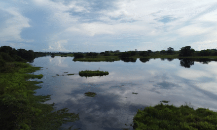 Humedales del Bajo Cauca: Corantioquia avanza en la declaratoria de la Ciénaga Colombia como área protegida