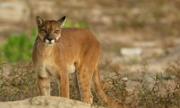 Corantioquia hace un llamado a la protección del Puma concolor