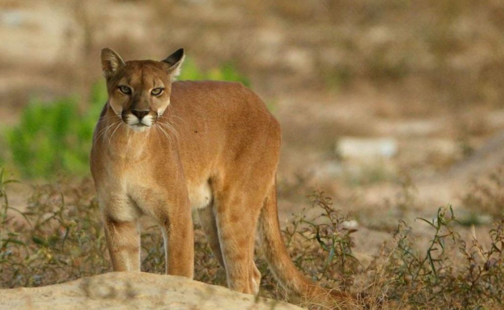 puma concolor