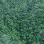 Cornare redujo 35% la deforestación en 2025 y reportó el dato más bajo de Antioquia