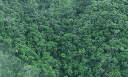 Cornare redujo 35% la deforestación en 2025 y reportó el dato más bajo de Antioquia
