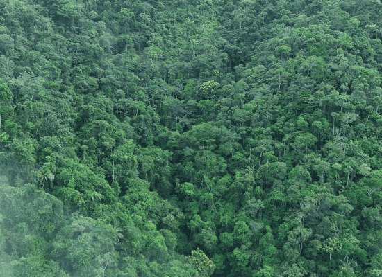 Deforestación en Cornare bajó 35% en 2025, según Ideam Referencia visual sobre la deforestación en Cornare y la conservación de bosques en su jurisdicción