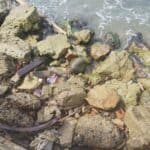Corpouraba alerta por fragata portuguesa en playas de Necoclí