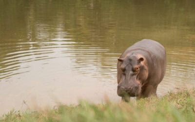 India alista propuesta sobre traslado de 50 hipopótamos y un santuario en Colombia