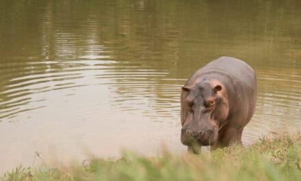 India alista propuesta sobre traslado de 50 hipopótamos y un santuario en Colombia