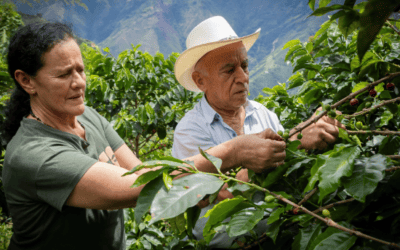 Caficultura sostenible en Sonsón y Abejorral