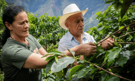 Caficultura sostenible en Sonsón y Abejorral