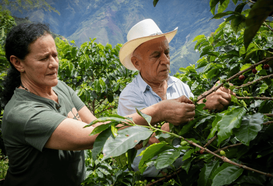 Caficultura sostenible en Sonsón y Abejorral