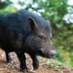 El minipig Julio Chanchitos fue adoptado por un colegio de Medellín