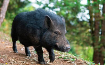 El minipig Julio Chanchitos fue adoptado por un colegio de Medellín
