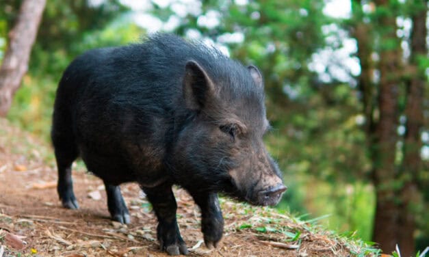El minipig Julio Chanchitos fue adoptado por un colegio de Medellín