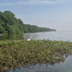 Mosaico Caribe avanza en la formulación de programas de restauración ecológica