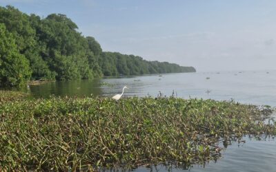 Mosaico Caribe avanza en la formulación de programas de restauración ecológica