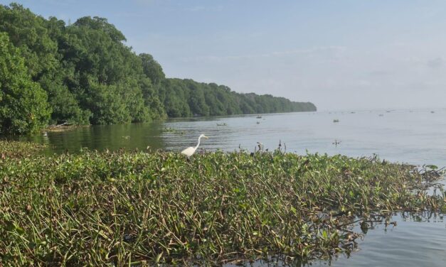 Mosaico Caribe avanza en la formulación de programas de restauración ecológica