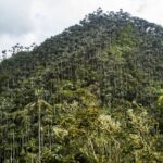 Colombia declara santuario a Palmares de Tochecito para proteger la palma de cera