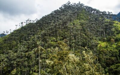 Colombia declara santuario a Palmares de Tochecito para proteger la palma de cera