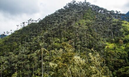Colombia declara santuario a Palmares de Tochecito para proteger la palma de cera