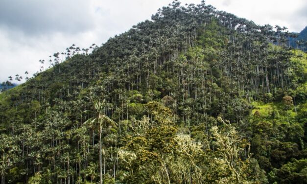 Colombia declara santuario a Palmares de Tochecito para proteger la palma de cera