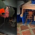 Reportan rescate de 46 animales en Altavista tras aviso de la comunidad