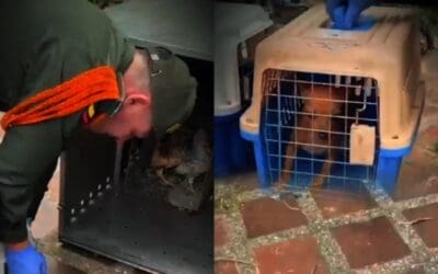 Reportan rescate de 46 animales en Altavista tras aviso de la comunidad