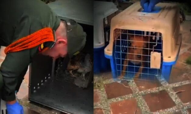 Reportan rescate de 46 animales en Altavista tras aviso de la comunidad