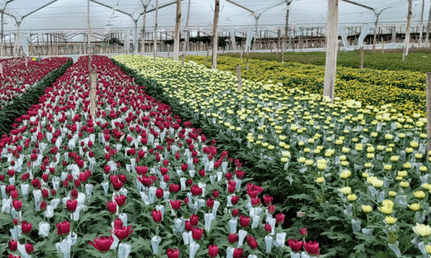 Floricultura: cómo opera el programa de ahorro energético de la CREG