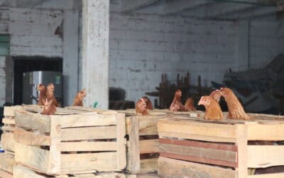Yalí entrega gallinas ponedoras y alimento a 32 beneficiarios