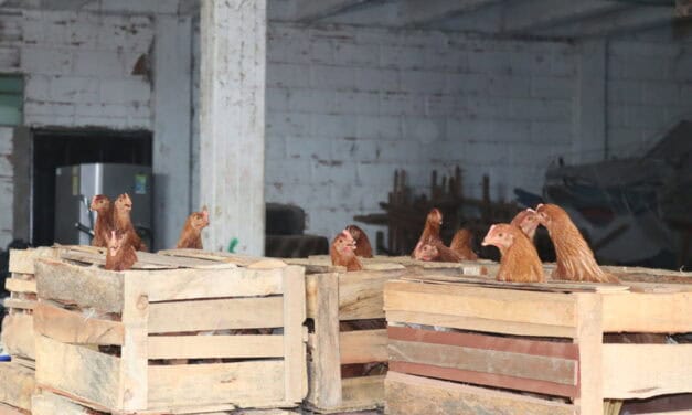 Yalí entrega gallinas ponedoras y alimento a 32 beneficiarios