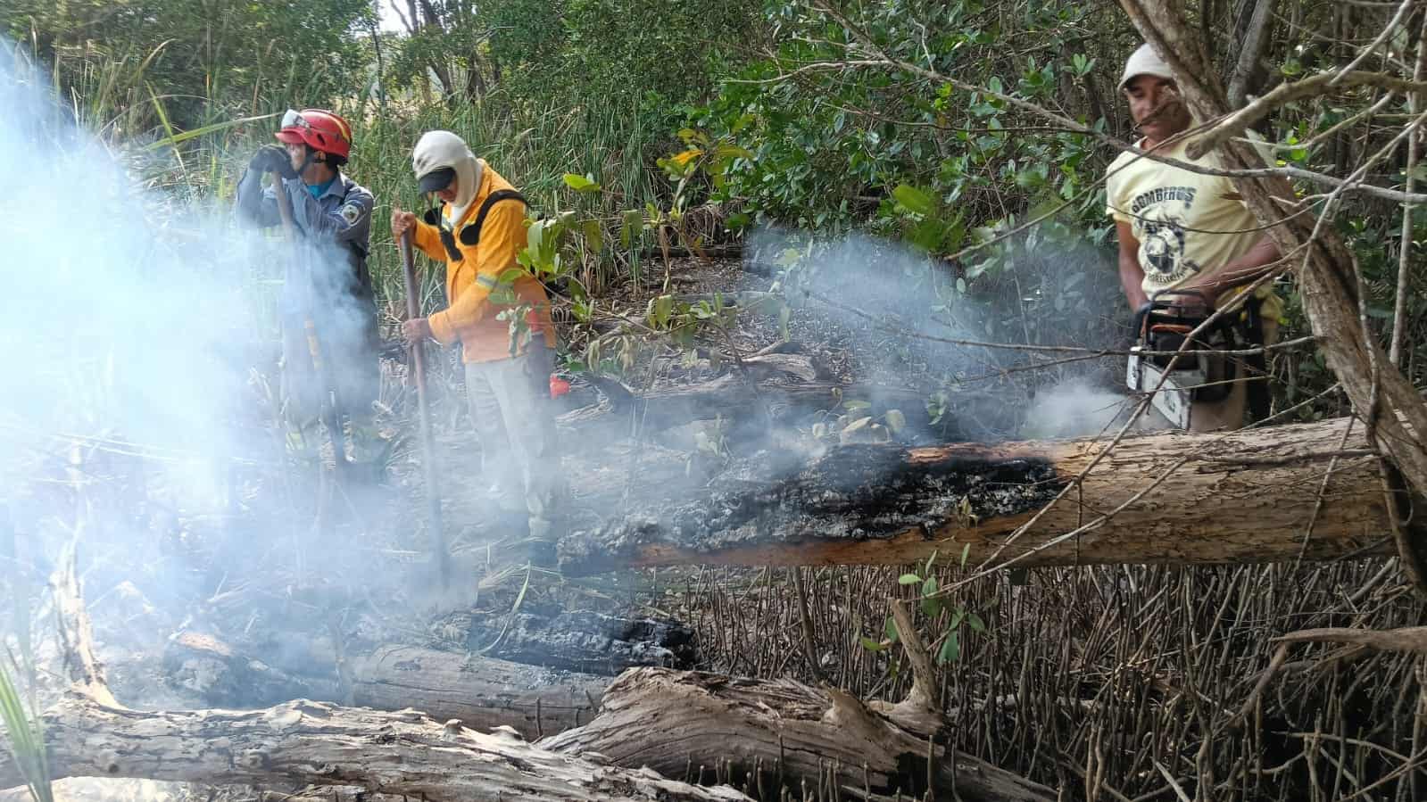 Incendios forestales amenazan fauna en parques Cachorro de puma rescatado durante incendios forestales en Cinaruco