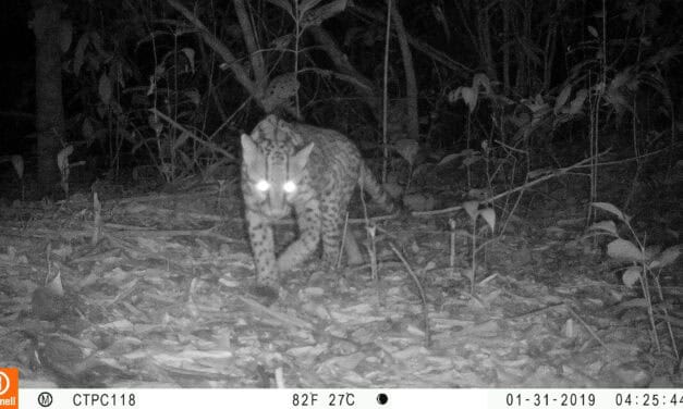 Red OTUS consolida monitoreo de fauna con cámaras trampa en Colombia