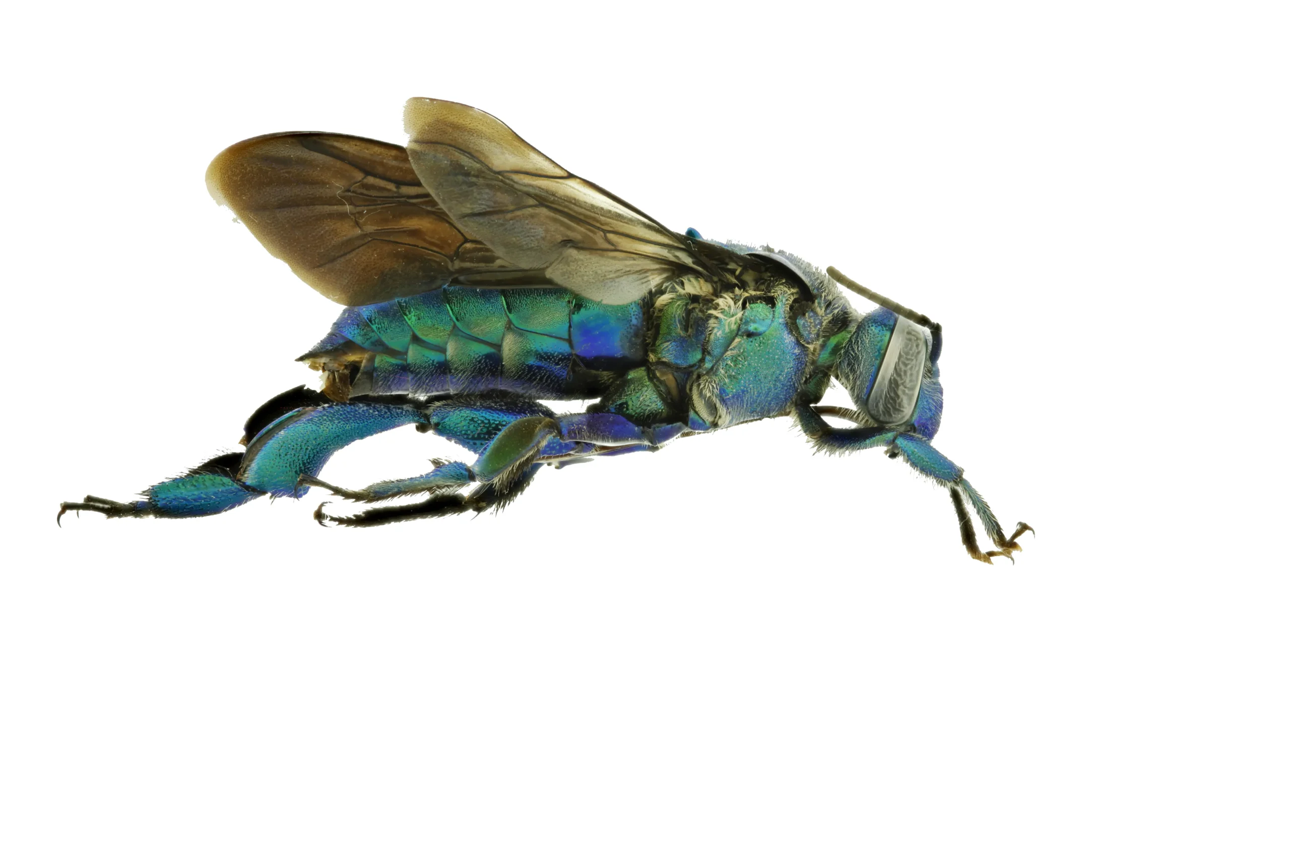 Abejas de Colombia: inventario confirma 738 especies Abeja nativa sobre una flor, imagen de referencia para el inventario de abejas de Colombia