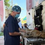 Más de 240 perros y gatos fueron esterilizados en Arboletes