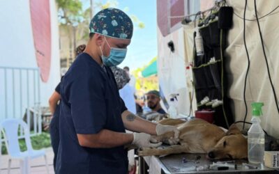 Más de 240 perros y gatos fueron esterilizados en Arboletes