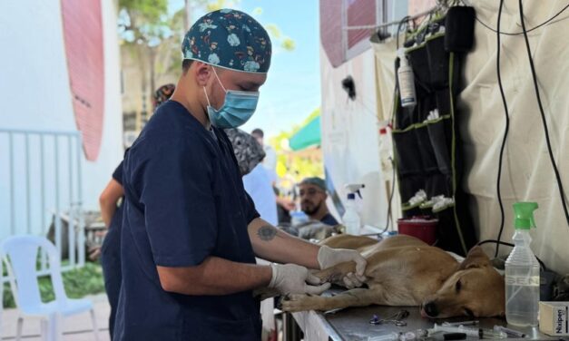Más de 240 perros y gatos fueron esterilizados en Arboletes